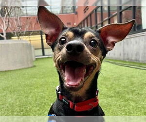 Dachshund Dogs for adoption in Redwood City, CA, USA