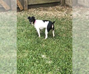 Rat Terrier Dogs for adoption in Pasadena, TX, USA