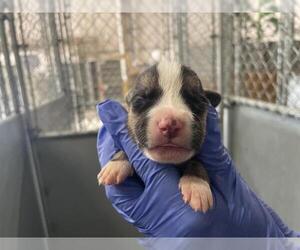 American Bulldog-Unknown Mix Dogs for adoption in HESPERIA, CA, USA