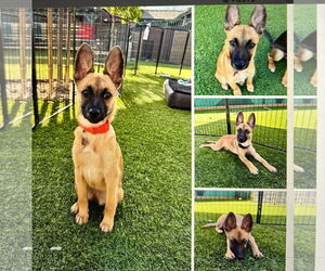 Mutt Dogs for adoption in Marina Del Rey, CA, USA