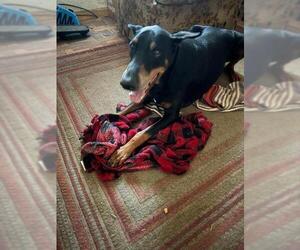 Doberman Pinscher Dogs for adoption in Lodi, CA, USA