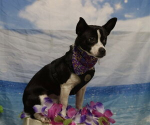 Chihuahua-Unknown Mix Dogs for adoption in Placerville, CA, USA