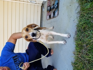 Medium Photo #1 Beagle Puppy For Sale in Dalzell, SC, USA