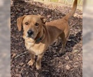 Basset Hound-Labrador Retriever Mix Dogs for adoption in Newnan, GA, USA