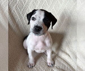 American Staffordshire Terrier-Labrador Retriever Mix Dogs for adoption in Lakewood, CO, USA
