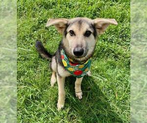 German Shepherd Dog-Unknown Mix Dogs for adoption in Tulsa, OK, USA