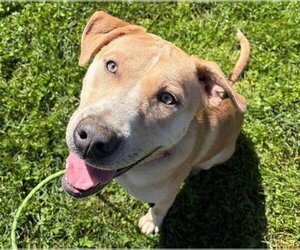 Labrador Retriever-Unknown Mix Dogs for adoption in Sacramento, CA, USA