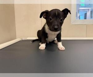 Chihuahua Dogs for adoption in Redwood City, CA, USA