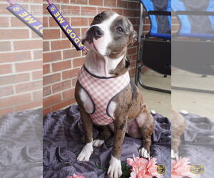 American Pit Bull Terrier-American Staffordshire Terrier Mix Dogs for adoption in Chester, VA, USA