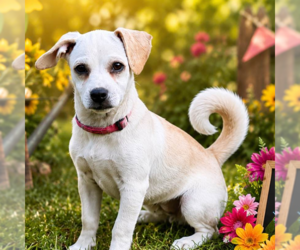 Chihuahua Dogs for adoption in Yardley, PA, USA