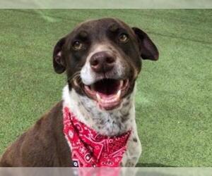 Lab-Pointer Dogs for adoption in Lake Forest, CA, USA