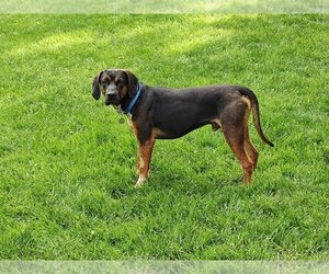 Coonhound-Unknown Mix Dogs for adoption in Oxford, OH, USA