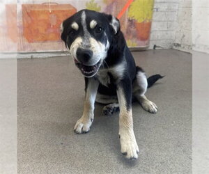 German Shepherd Dog-Unknown Mix Dogs for adoption in San Bernardino, CA, USA