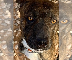 Staffordshire Bull Terrier Dogs for adoption in Cottonwood, AZ, USA