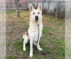 German Shepherd Dog-Unknown Mix Dogs for adoption in Modesto, CA, USA