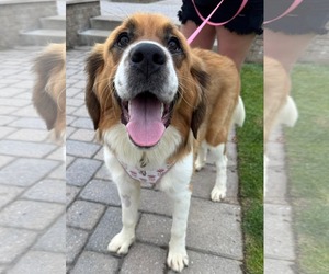Saint Bernese Dogs for adoption in Germantown, OH, USA