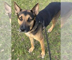 German Shepherd Dog Dogs for adoption in Fort Lauderdale, FL, USA