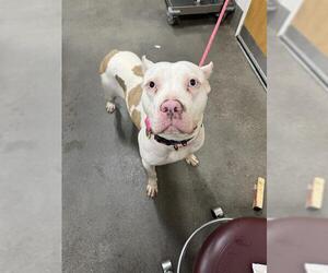 Labrador Retriever Dogs for adoption in Forestville, MD, USA