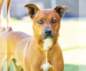 Mutt Dogs for adoption in Camarillo, CA, USA