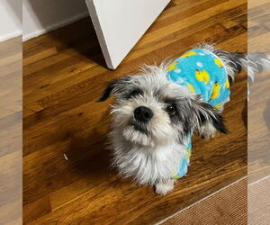 Shih Tzu-Unknown Mix Dogs for adoption in Grafton, WI, USA