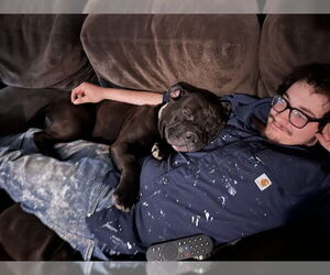 American Staffordshire Terrier-Unknown Mix Dogs for adoption in Ogden, UT, USA