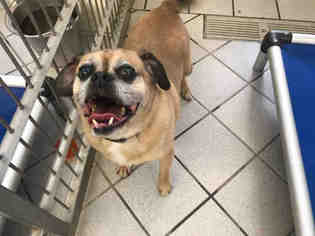 Puggle Dogs for adoption in Canfield, OH, USA
