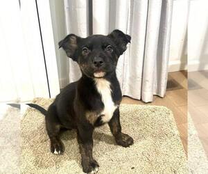 Mutt Dogs for adoption in Dana Point, CA, USA