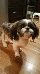 Shih Tzu Dogs for adoption in Lindale , TX, USA