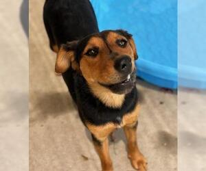 Border Collie Dogs for adoption in Tulsa, OK, USA