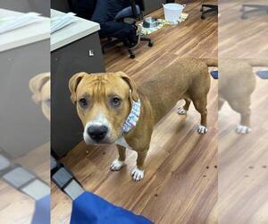 American Bulldog-Unknown Mix Dogs for adoption in Elk Grove, CA, USA