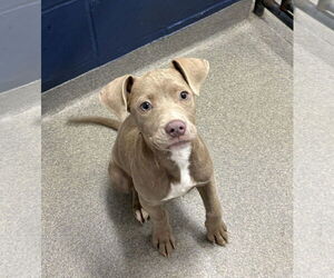 Mutt Dogs for adoption in Sterling, MA, USA