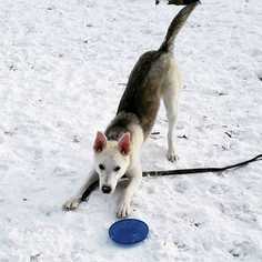 Siberian Husky Dogs for adoption in Littleton, CO, USA