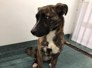 Mountain Cur Dogs for adoption in Westminster, MD, USA