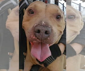 American Pit Bull Terrier-American Staffordshire Terrier Mix Dogs for adoption in Wenonah, NJ, USA