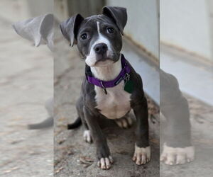 Mutt Dogs for adoption in Clarkston, MI, USA