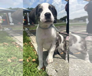 Mutt Dogs for adoption in Germantown, OH, USA