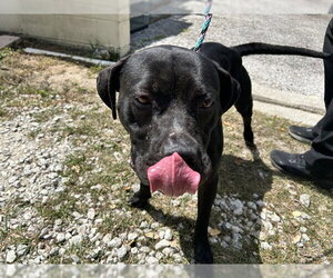 American Pit Bull Terrier Dogs for adoption in Ocala, FL, USA