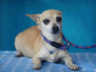 Chiweenie Dogs for adoption in Downey, CA, USA