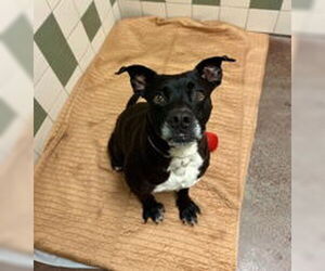 American Pit Bull Terrier Dogs for adoption in Salinas, CA, USA