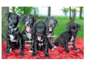 Labrador Retriever-Unknown Mix Dogs for adoption in Santa Fe, TX, USA