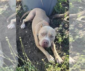 American Staffordshire Terrier-Unknown Mix Dogs for adoption in San Antonio, TX, USA