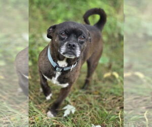 Pug-Unknown Mix Dogs for adoption in Cuba, NY, USA