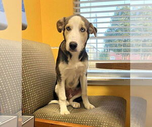 Huskies -Unknown Mix Dogs for adoption in Boonton, NJ, USA