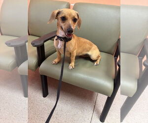 Dachshund Dogs for adoption in York, SC, USA