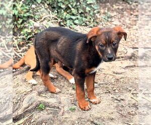 Mutt Dogs for adoption in Germantown, OH, USA