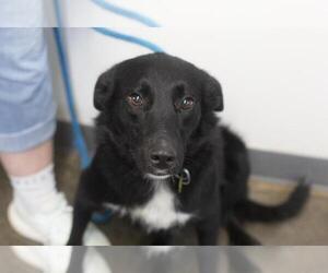Border Collie-Unknown Mix Dogs for adoption in Mountain Home, AR, USA