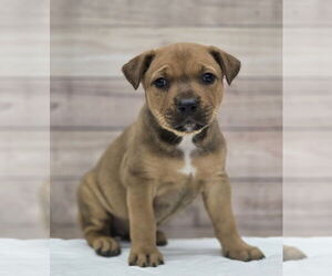 Rottweiler-Unknown Mix Dogs for adoption in Lakewood, CO, USA