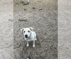 Labrador Retriever-Unknown Mix Dogs for adoption in Melrose, FL, USA