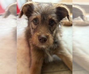Australian Shepherd-Unknown Mix Dogs for adoption in York, SC, USA