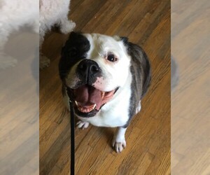 Bulldog Dogs for adoption in Benson, MN, USA